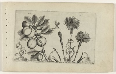 Kerspruit en tuinanjer Tunne liljat (sarjan nimi) tekijältä Crispijn van de Passe (I) (attributed to)