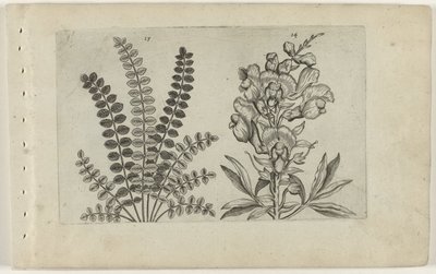 Pieni pimpernel ja iso snapper Cognoscite Lilia (sarjan nimi) tekijältä Crispijn van de Passe (I) (attributed to)
