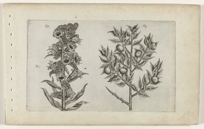 Kromhals en muisdoorn Tunne liljat (sarjan nimi) tekijältä Crispijn van de Passe (I) (attributed to)