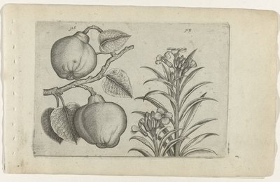 Kweepeer ja muurbloem Cognoscite Lily (sarjan nimi) tekijältä Crispijn van de Passe (I) (attributed to)