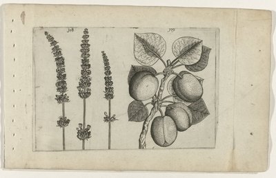 Laventelia ja aprikooseja Tunne liljat (sarjan nimi) tekijältä Crispijn van de Passe (I) (attributed to)