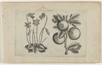 Maaliskuun violetti ja oranssi Cognoscite lilia (sarjan nimi) tekijältä Crispijn van de Passe (I) (attributed to)