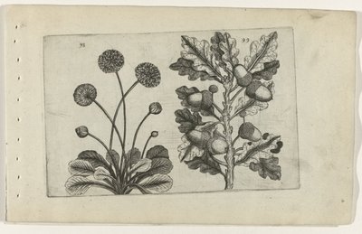 Daisy ja sorkkatammi Cognoscite lilia (sarjan nimi) tekijältä Crispijn van de Passe (I) (attributed to)