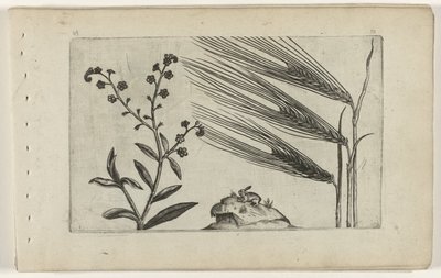 Suo unohda ja ohra Cognoscite lilia (sarjan nimi) tekijältä Crispijn van de Passe (I) (attributed to)