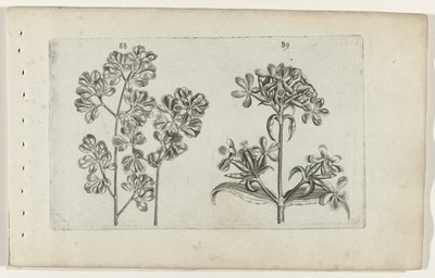 Seinäsaniainen ja saippuajuuri Cognoscite lilia (sarjan nimi) tekijältä Crispijn van de Passe (I) (attributed to)