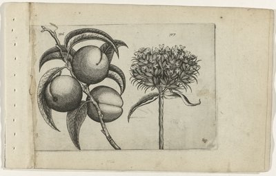 Persikka ja palava rakkaus Cognoscite lilia (sarjan nimi) tekijältä Crispijn van de Passe (I) (attributed to)