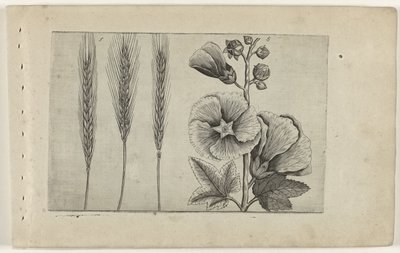 Rogge en stokroos Tunne liljat (sarjan nimi) tekijältä Crispijn van de Passe (I) (attributed to)