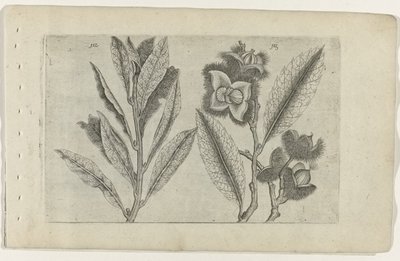 Salie en tamme kastanje Tunne liljat (sarjan nimi) tekijältä Crispijn van de Passe (I) (attributed to)