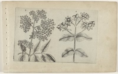 Sering en mansbloed Tunne liljat (sarjan nimi) tekijältä Crispijn van de Passe (I) (attributed to)