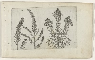Tamarisk en vlasbekje Tunne liljat (sarjan nimi) tekijältä Crispijn van de Passe (I) (attributed to)