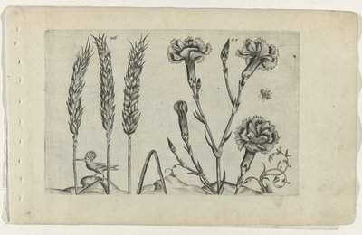 Tarwe en tuinanjer Tunne liljat (sarjan nimi) tekijältä Crispijn van de Passe (I) (attributed to)