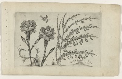 Tuinanjer en brem Tunne liljat (sarjan nimi) tekijältä Crispijn van de Passe (I) (attributed to)