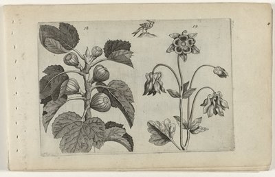 Viikunapuu ja villi columbine Cognoscite lilia (sarjan nimi) tekijältä Crispijn van de Passe (I) (attributed to)