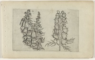 Foxglove ja Blue Monkshood Cognoscite lilia (sarjan nimi) tekijältä Crispijn van de Passe (I) (attributed to)
