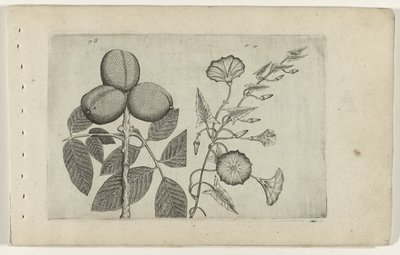 Walnootboom en akkerwinde Tunne liljat (sarjan nimi) tekijältä Crispijn van de Passe (I) (attributed to)