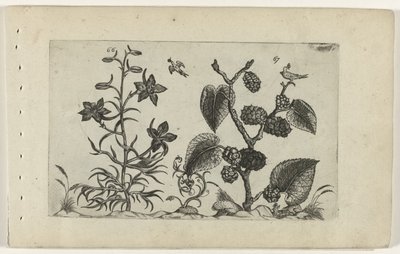 Villi delphinium ja musta mulperipuu Cognoscite lilia (sarjan nimi) tekijältä Crispijn van de Passe (I) (attributed to)