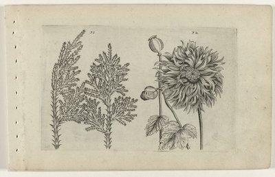 Seitsemänpuu ja nukkuva maapallo Cognoscite lilia (sarjan nimi) tekijältä Crispijn van de Passe (I) (attributed to)