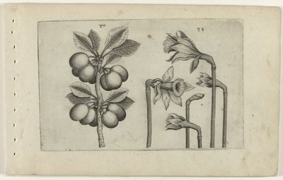 Zure kers en wilde narcissus Tunne liljat (sarjan nimi) tekijältä Crispijn van de Passe (I) (attributed to)