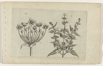 Joutsenkukka ja pienikukkainen salvia Cognoscite lilia (sarjan nimi) tekijältä Crispijn van de Passe (I) (attributed to)