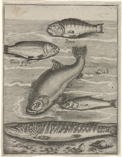 Studieblad met vijf vissen Fish live -kuvakkeet (sarjan nimi) tekijältä Crispijn van de Passe (I)