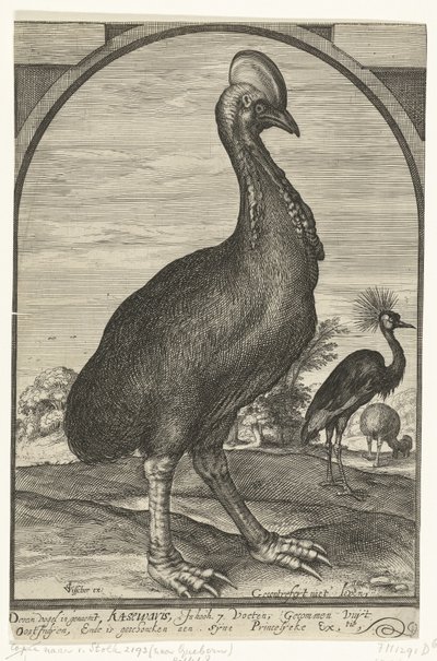 Cassowary, tuoja Willem Jacobsz. Itä-Intiasta ja annettu prinssi Mauritsille, 1614 tekijältä Crispijn van den Queborn (attributed to)