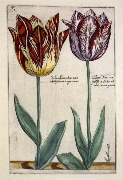 Tulipa Adriani Bilsi ja Tulipa Nob viri Johan a Seulen, "Hortus Floridus", julkaistu n.1614 (käsinvärinen kaiverrus) tekijältä Crispin  Passe