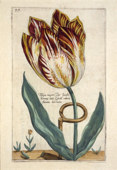 Tulipa Mayor Do Jacobi Bommy, levy 47, "Hortus Floridus" -julkaisusta 1614 (käsinvärinen kaiverrus) tekijältä Crispin  Passe