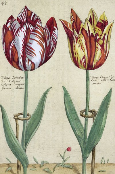 Tulip Octavian del Pont ja Tulip Elegant, Garden Floridusista, julkaistu 1614-1515 tekijältä Crispin  Passe