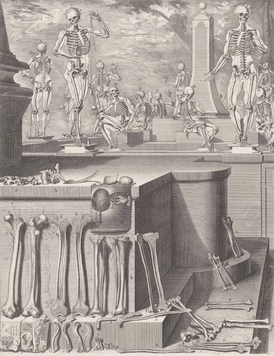 Lauta "Atlas Anatomico" -julkaisulle julkaisematon, Levy n. 1680-9..., levy n. 1680-94, painettu 1740. tekijältä Crisóstomo Martínez