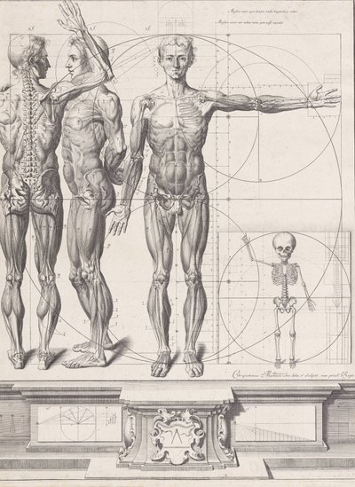 Lauta "Atlas Anatomico" -julkaisulle julkaisematon, levy n. 1680-9..., levy n. 1680-94, painettu 1740. tekijältä Crisóstomo Martínez