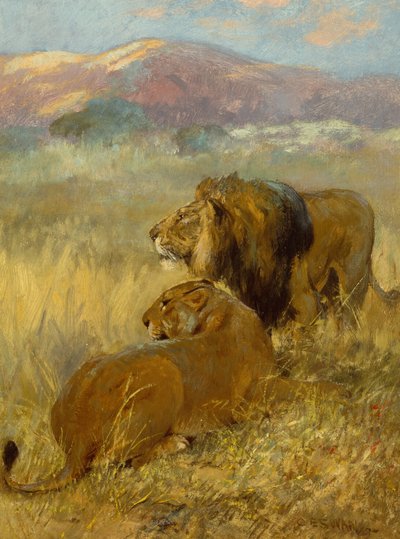 Leijona ja leijonanaaras suojelemassa reviiriään (öljy kartongille) tekijältä Cuthbert Edmund Swan