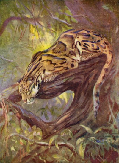 Eläintarhassa: Pilvinen leopardi (väri litho) tekijältä Cuthbert Edmund Swan