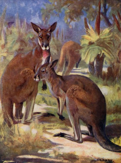 Eläintarhassa: Kengurut (väri litho) tekijältä Cuthbert Edmund Swan