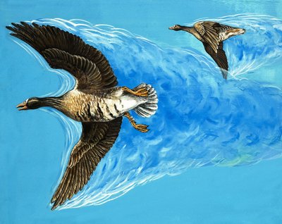 Lentävien lintujen aiheuttama turbulenssi tekijältä D. Makele.