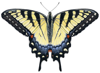Tiger Swallowtail perhonen (guassi) tekijältä Damstra Emily