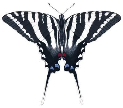 Zebra Swallowtail perhonen (guassi) tekijältä Damstra Emily