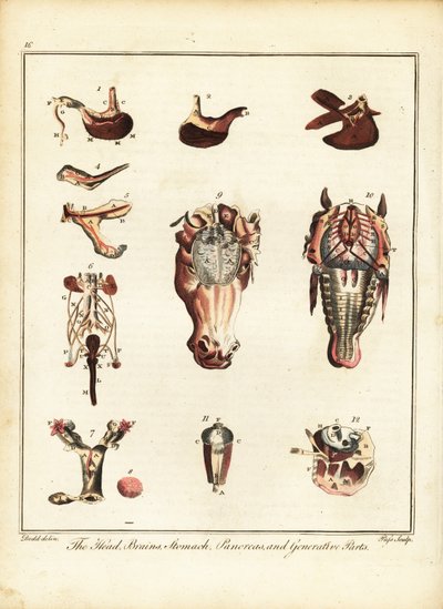 Hevosen anatomia. 1792 (kaiverrus) tekijältä Daniel (after) Dodd