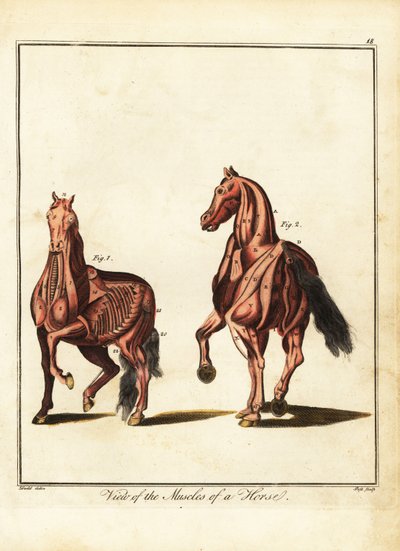 Hevosen lihaksisto. 1792 (kaiverrus) tekijältä Daniel (after) Dodd