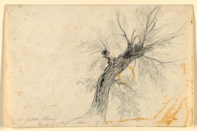 Willow Rhônen varrella, Geneve, Sveitsi tekijältä Daniel Huntington