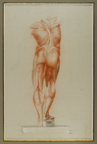 Écorché (Lihasrakenteen kuviotutkimus), n. 1848 (liitua ja grafiittia paperilla) tekijältä Daniel Huntington