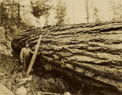 [Metsuri, sahaus ja kaadettu puu] tekijältä Darius Kinsey