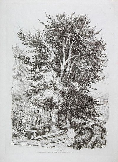 Pyökki nro. 18, kuva julkaisusta Progressive Lessons on Landscape for Young Beginners, 1816 (pehmeän maan etsaus) tekijältä David Cox
