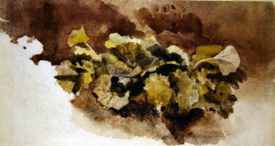 Dock Leaves (akvarelli paperille) tekijältä David Cox