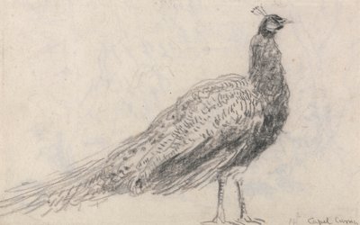 Riikinkukko Capel Curigissa tekijältä David Cox