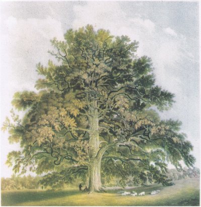 Pollard Willows, Nature in Britain, julkaisija Collins, 1946 tekijältä David Cox