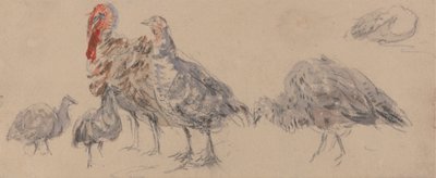 Kalkkunoiden tutkimus tekijältä David Cox