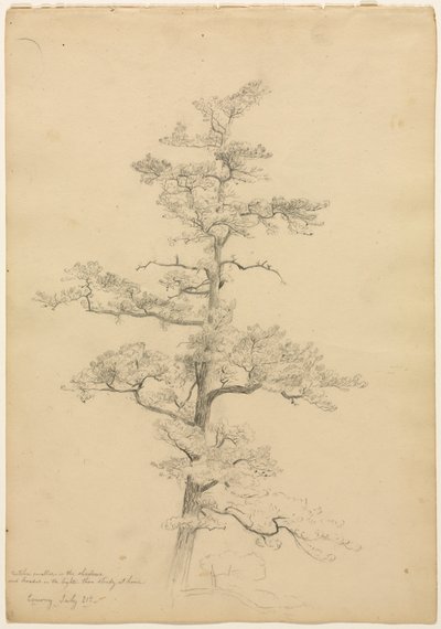Pine Tree, Conway, New Hampshire recto, c. 1851. tekijältä David Johnson