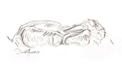Ruskea jänis makuuasennossa, 2012 (kontepastelli paperilla) tekijältä David Mayer