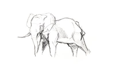 Bull Elephant, 2021 (kynä paperille) tekijältä David Mayer