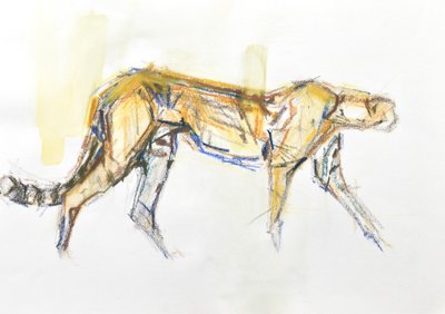 Cheetah, 2020 (liitu ja akvarelli paperille) tekijältä David Mayer